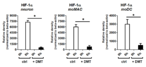 DMT's effect on HIF-1a expression during hypoxia