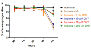 DMT's effect on moMAC survival during hypoxia