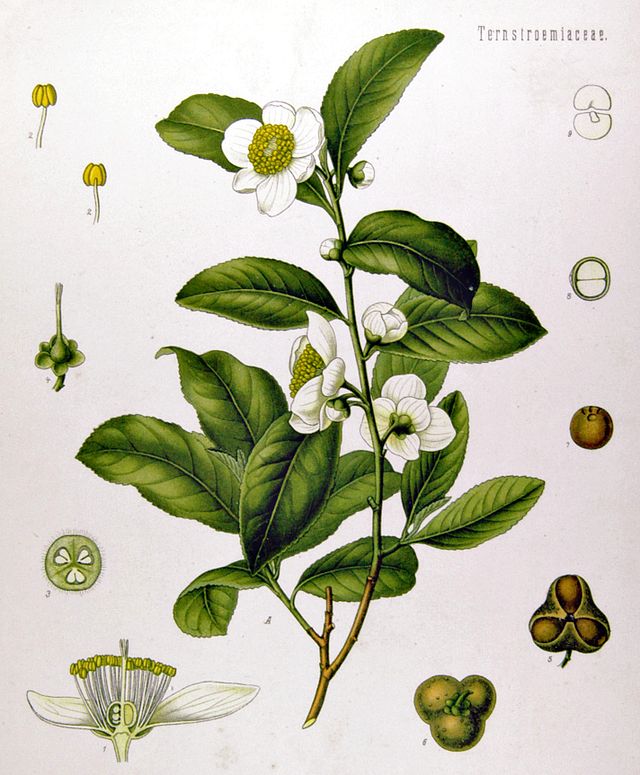 Caffeine (Camellia sinensis)