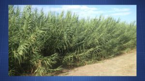 Arundo donax