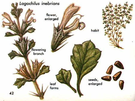Lagochilus inebrians